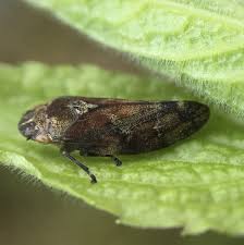 Attēlu rezultāti vaicājumam “Aphrophoridae”