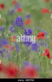 Attēlu rezultāti vaicājumam “Consolida regalis bud”