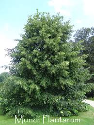 Attēlu rezultāti vaicājumam “Tilia x moltkei”