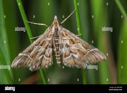 Attēlu rezultāti vaicājumam “Diasemia reticularis”