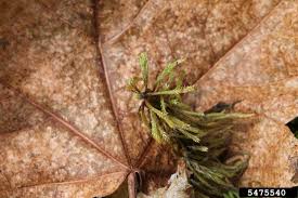 Attēlu rezultāti vaicājumam “Sphagnum wulfianum”