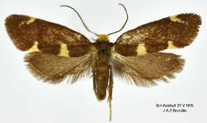 Attēlu rezultāti vaicājumam “Incurvaria oehlmanniella”