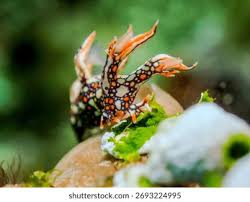 ผลการค้นหารูปภาพสำหรับ Bornella Anguilla