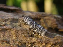 Attēlu rezultāti vaicājumam “Dioryctria abietella”