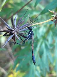 Attēlu rezultāti vaicājumam “Pantilius tunicatus imago”
