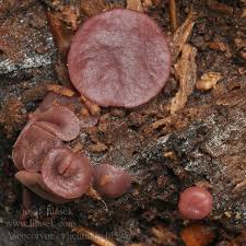 Attēlu rezultāti vaicājumam “Ascocoryne cylichnium”