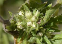 Attēlu rezultāti vaicājumam “Ambrosia artemisiifolia bud”