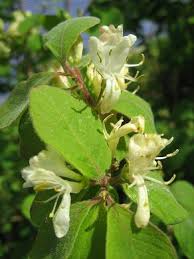Attēlu rezultāti vaicājumam “Lonicera xylosteum flower”