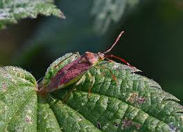 Attēlu rezultāti vaicājumam “Pantilius tunicatus imago”