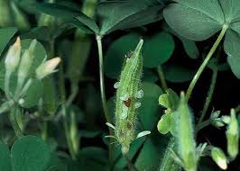 Attēlu rezultāti vaicājumam “Oxalis corniculata fruit”