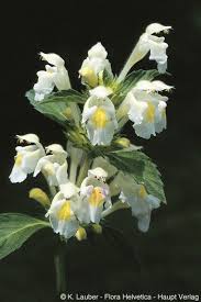 Image result for Galeopsis segetum