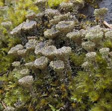 Attēlu rezultāti vaicājumam “Cladonia pyxidata”
