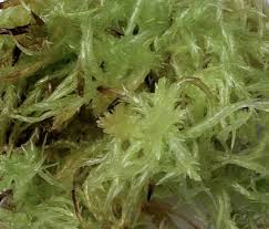Attēlu rezultāti vaicājumam “Sphagnum”