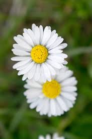 Attēlu rezultāti vaicājumam “Matricaria chamomilla flower”