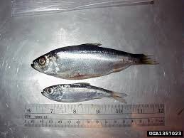 Image result for Alosa pseudoharengus