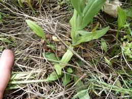 Attēlu rezultāti vaicājumam “Arabis glabra leaf”