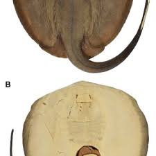 Image result for Styracura pacifica