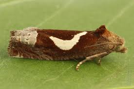 Attēlu rezultāti vaicājumam “Epiblema foenella”