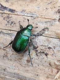 Attēlu rezultāti vaicājumam “Anomala dubia”