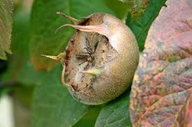 Attēlu rezultāti vaicājumam “Hordelymus europaeus fruit”