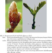 Attēlu rezultāti vaicājumam “Quercus robur bud”