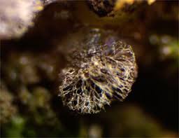 Attēlu rezultāti vaicājumam “Lycogala ustulatum sessile”