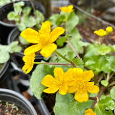 Attēlu rezultāti vaicājumam “Caltha palustris”