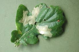 Attēlu rezultāti vaicājumam “Tischeria ekebladella”