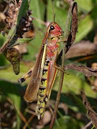 Attēlu rezultāti vaicājumam “Stethophyma grossum”
