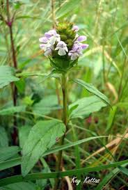 Attēlu rezultāti vaicājumam “Prunella vulgaris”