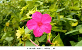 Attēlu rezultāti vaicājumam “Viola mirabilis flower”