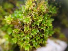 Attēlu rezultāti vaicājumam “Syntrichia latifolia”