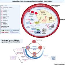 Attēlu rezultāti vaicājumam “Dianema depressum plasmodium”