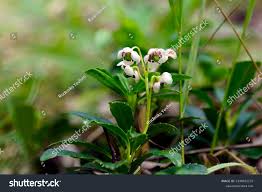 Attēlu rezultāti vaicājumam “Chimaphila umbellata bud”