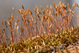 Attēlu rezultāti vaicājumam “Platygyrium repens”