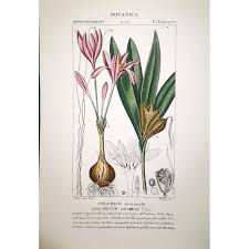 Attēlu rezultāti vaicājumam “Colchicum autumnale”