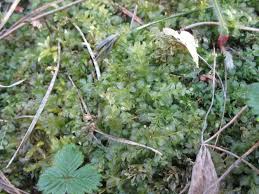 Attēlu rezultāti vaicājumam “Plagiomnium affine”