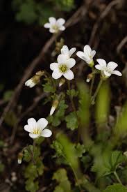 Attēlu rezultāti vaicājumam “Saxifraga tridactylites leaf”