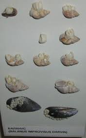 Attēlu rezultāti vaicājumam “Balanus improvisus”