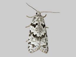 Attēlu rezultāti vaicājumam “Eana argentana”