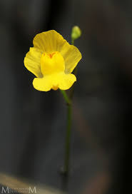 Attēlu rezultāti vaicājumam “Utricularia x neglecta flower”
