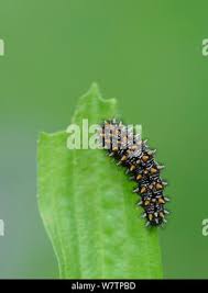 Attēlu rezultāti vaicājumam “Mellicta athalia larva”