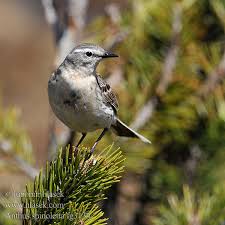 Image result for Anthus spinoletta