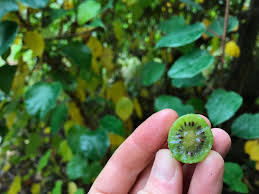 Attēlu rezultāti vaicājumam “Actinidia kolomikta fruit”