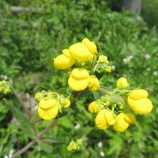 Image result for Calceolaria integrifolia