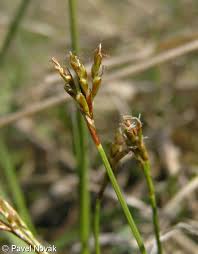 Attēlu rezultāti vaicājumam “Carex ornithopoda fruit”