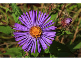 Attēlu rezultāti vaicājumam “Symphyotrichum novae-angliae flower”