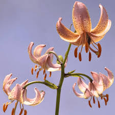 Attēlu rezultāti vaicājumam “Lilium martagon fruit”