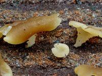 Attēlu rezultāti vaicājumam “Peziza varia”