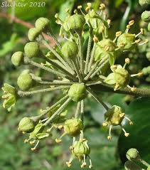 Attēlu rezultāti vaicājumam “Hedera helix  flower”